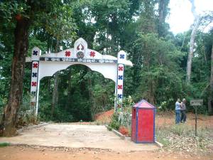 Sacred-forest-grove-in-Kodagu-South-India